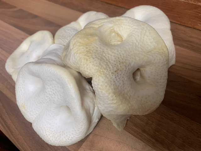Pig snout puffed xl