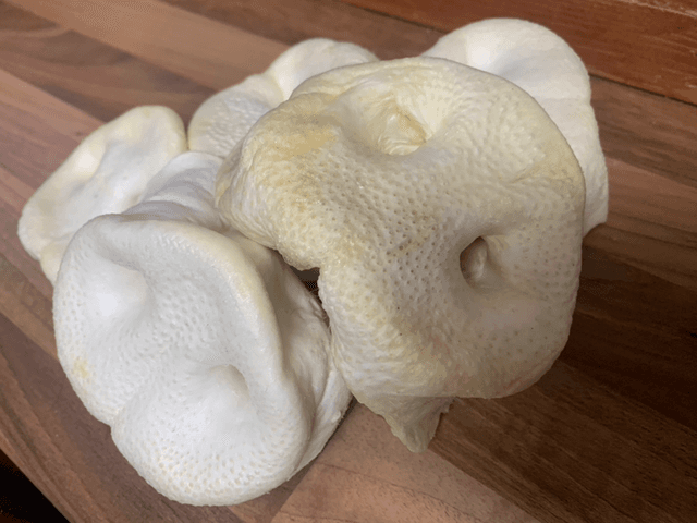 Pig snout puffed xl